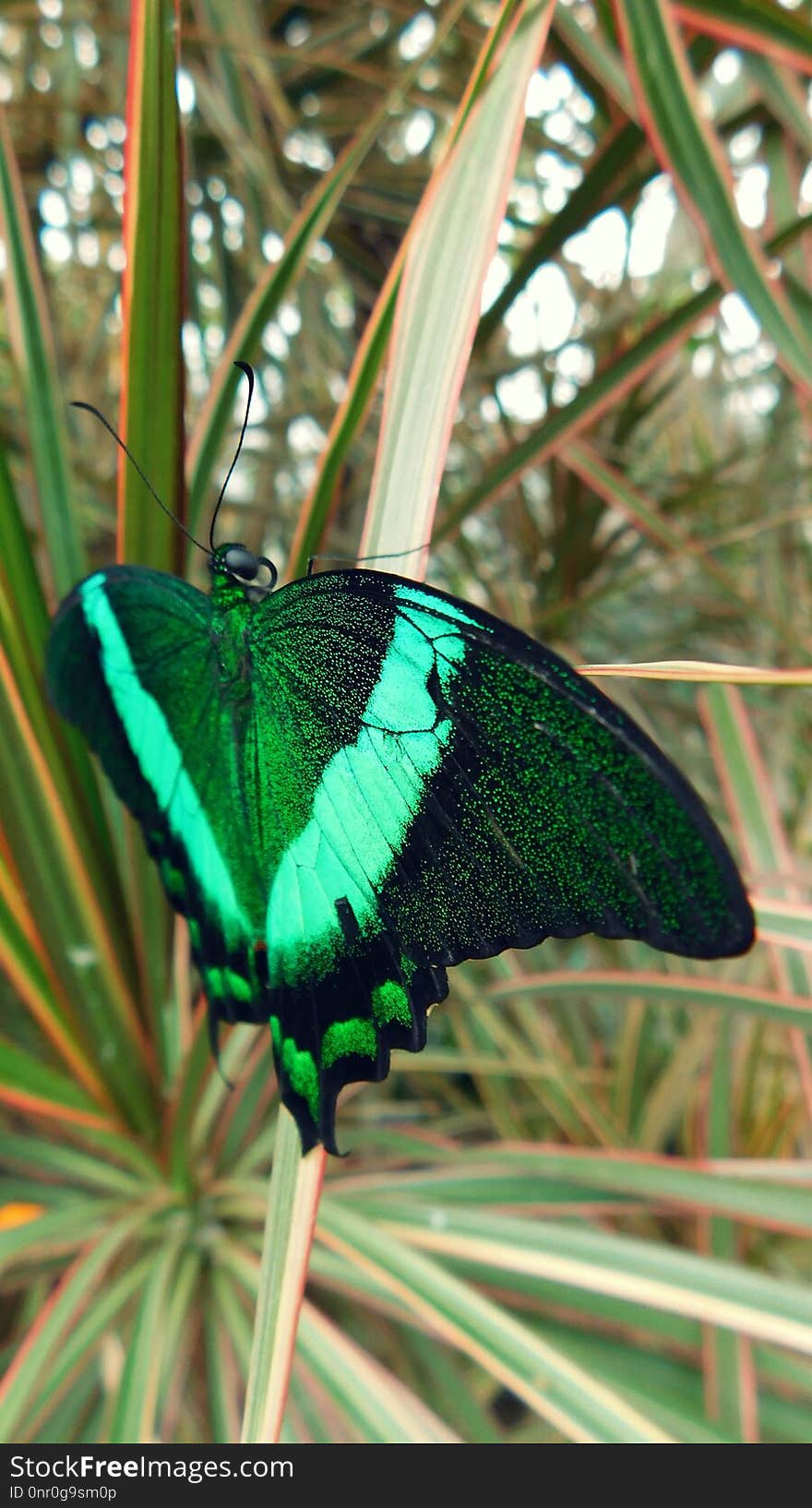 Butterfly, Moths And Butterflies, Insect, Invertebrate