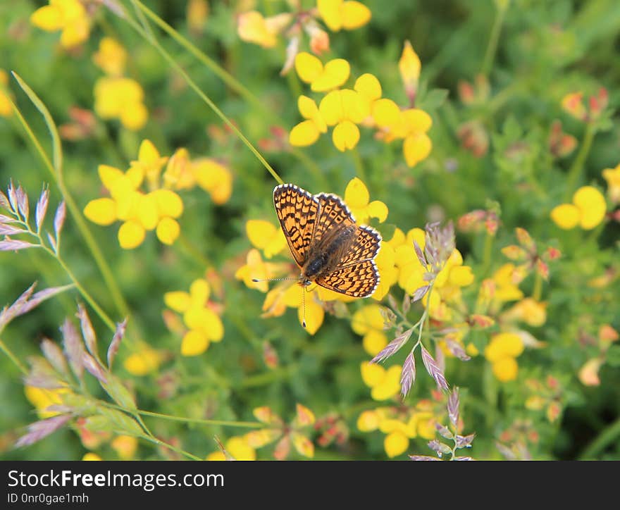 Butterfly, Moths And Butterflies, Brush Footed Butterfly, Fauna