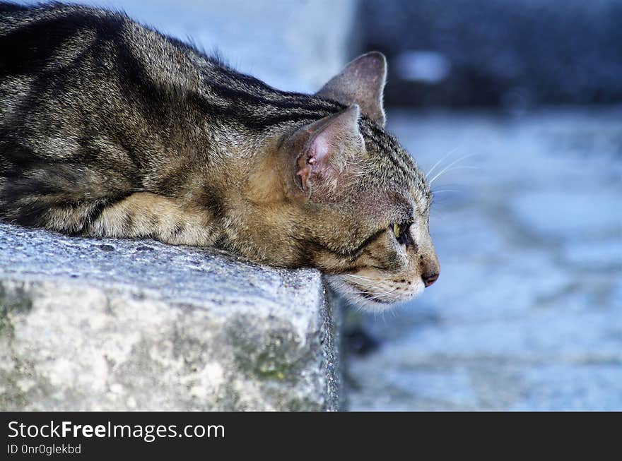 Cat, Fauna, Mammal, Small To Medium Sized Cats