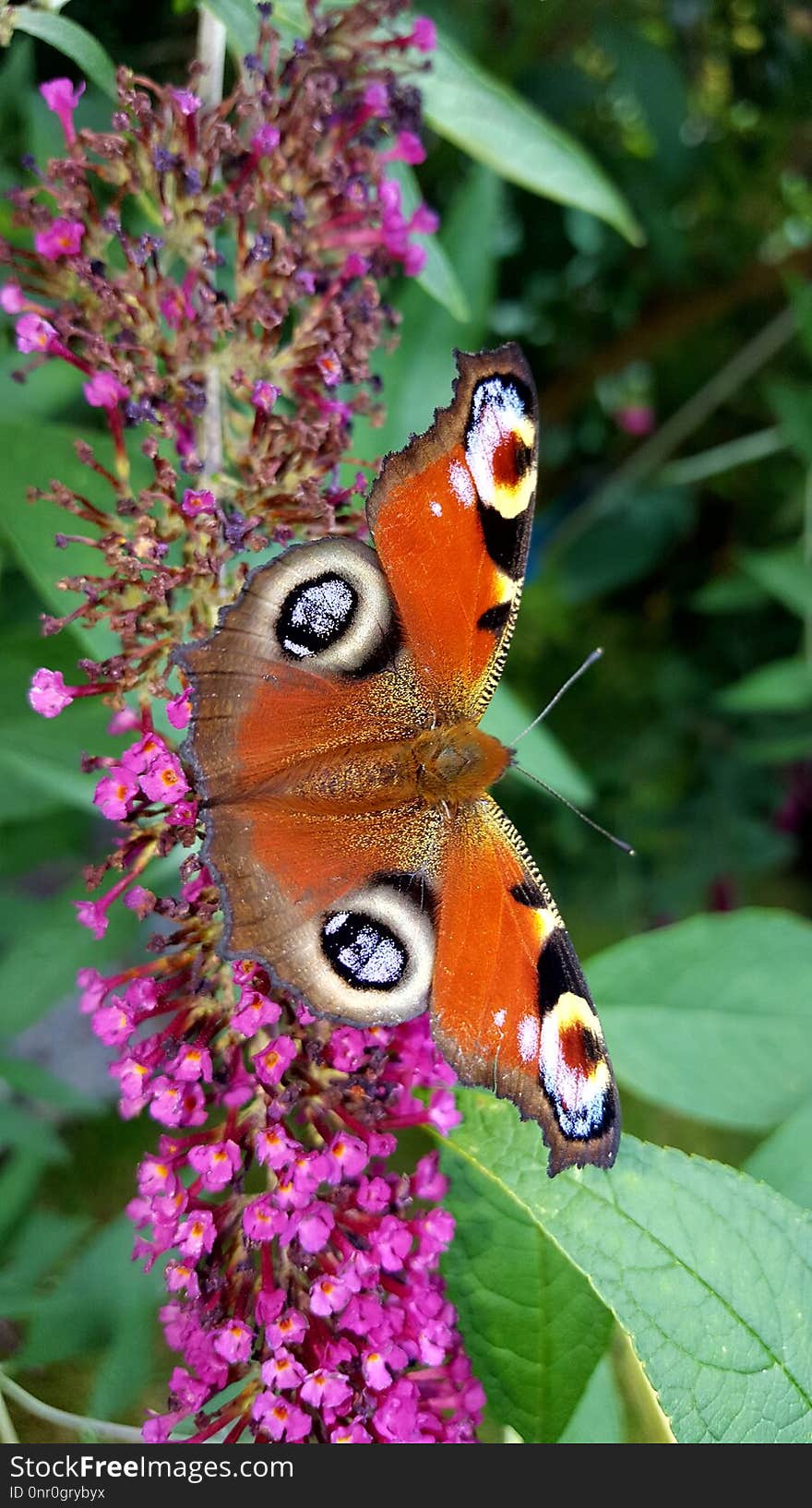 Butterfly, Moths And Butterflies, Insect, Brush Footed Butterfly