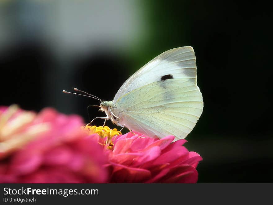 Butterfly, Insect, Moths And Butterflies, Lycaenid