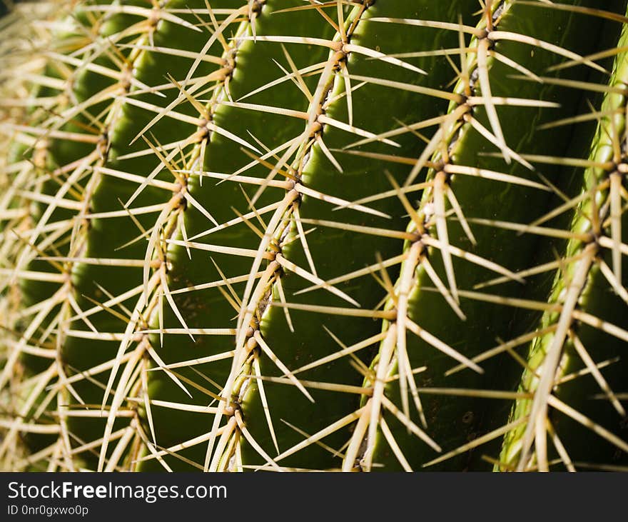 Thorns Spines And Prickles, Plant, Cactus, Vegetation