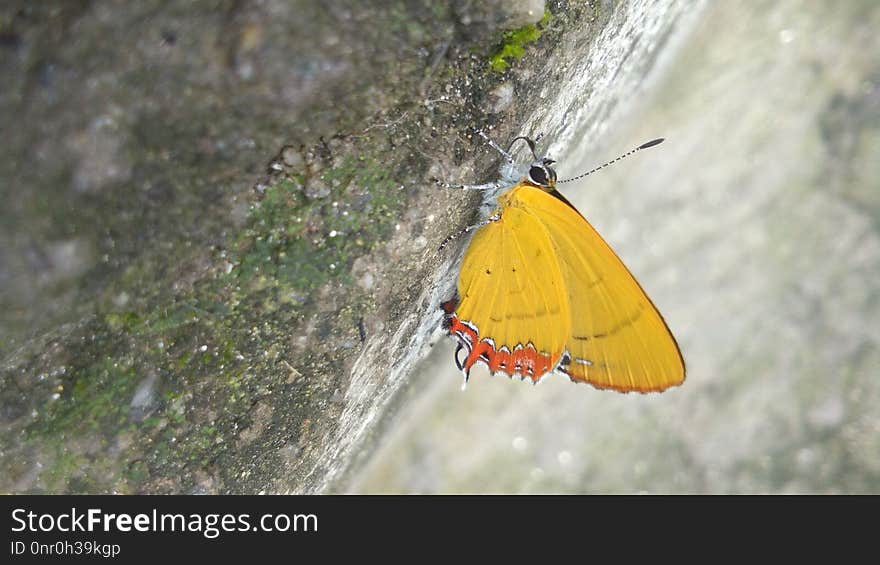 Moths And Butterflies, Insect, Butterfly, Invertebrate