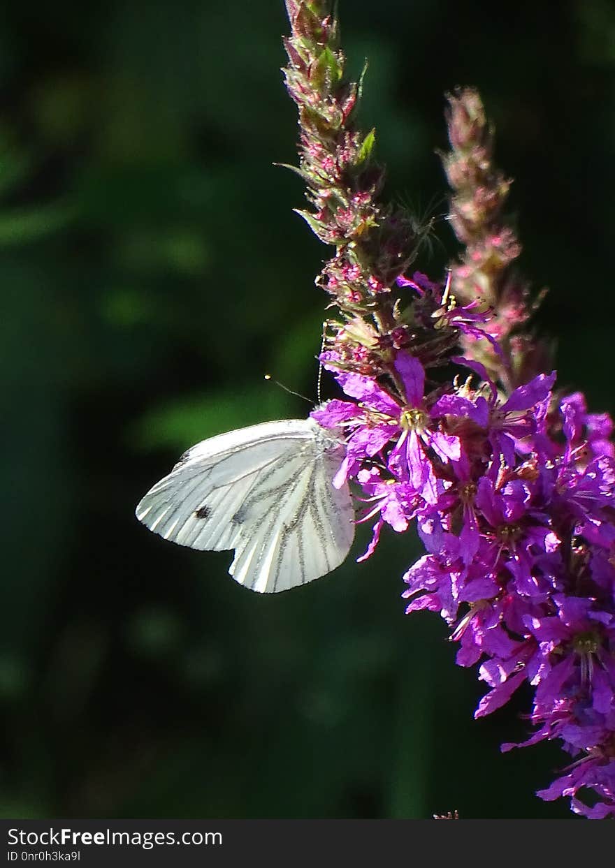 Butterfly, Insect, Moths And Butterflies, Brush Footed Butterfly