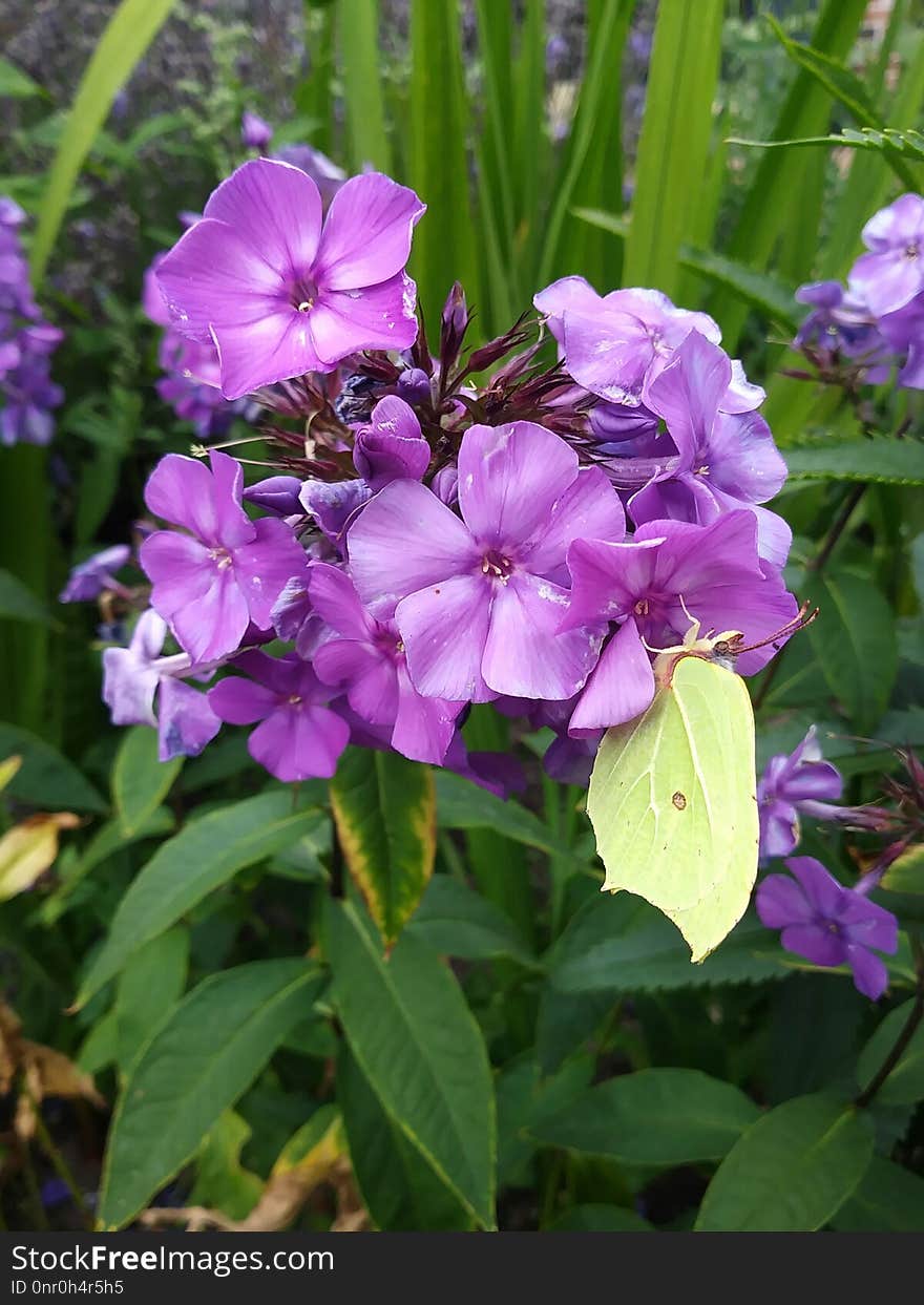 Flower, Plant, Flora, Purple