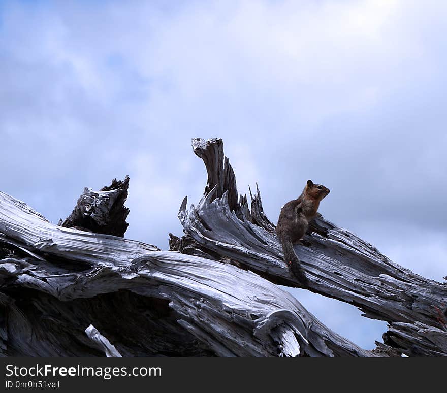 Tree, Sky, Mountain, Rock