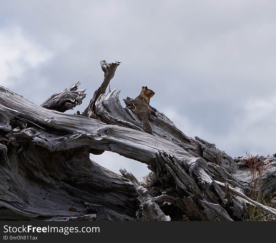 Tree, Wood, Mountain, Sky