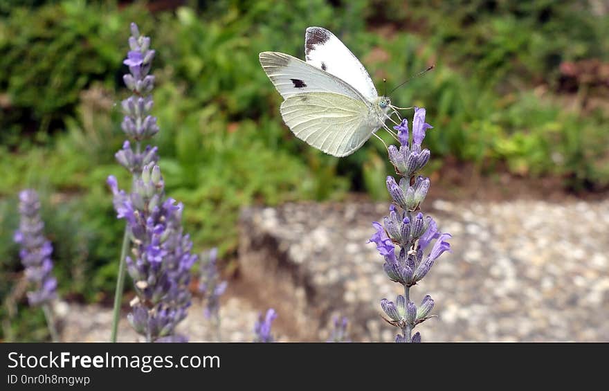 Butterfly, English Lavender, Lavender, Moths And Butterflies