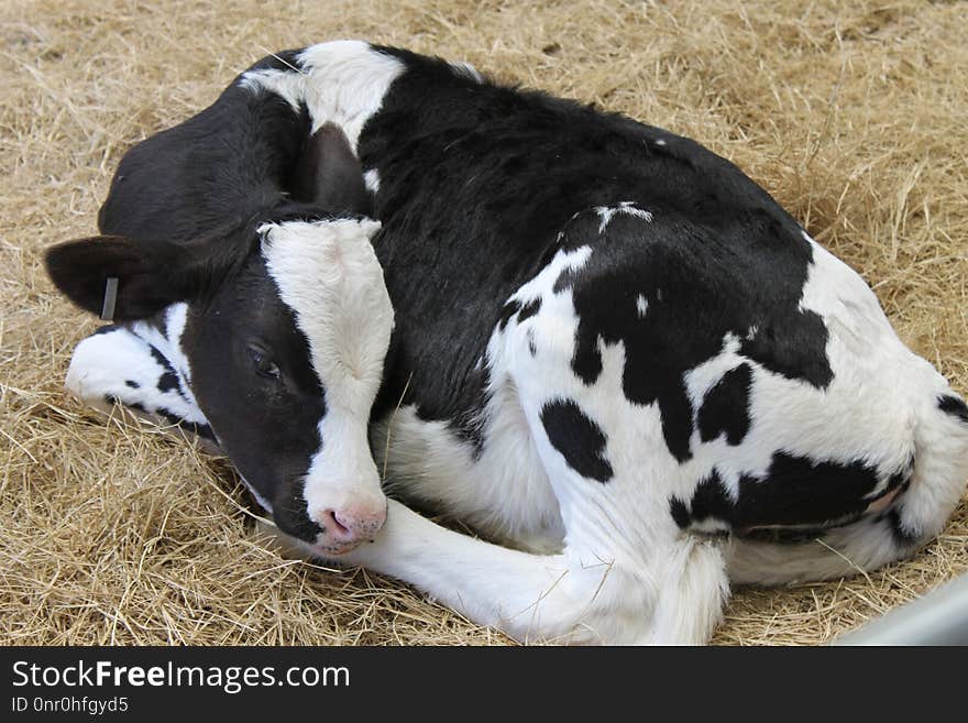 Cattle Like Mammal, Dairy Cow, Dairy, Calf