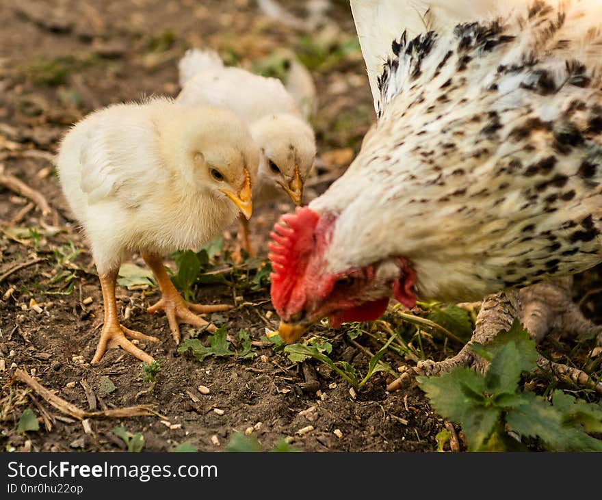 Chicken, Galliformes, Bird, Beak