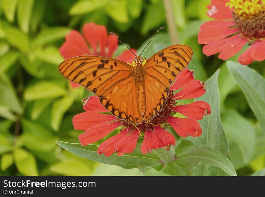 Butterfly, Flower, Moths And Butterflies, Brush Footed Butterfly