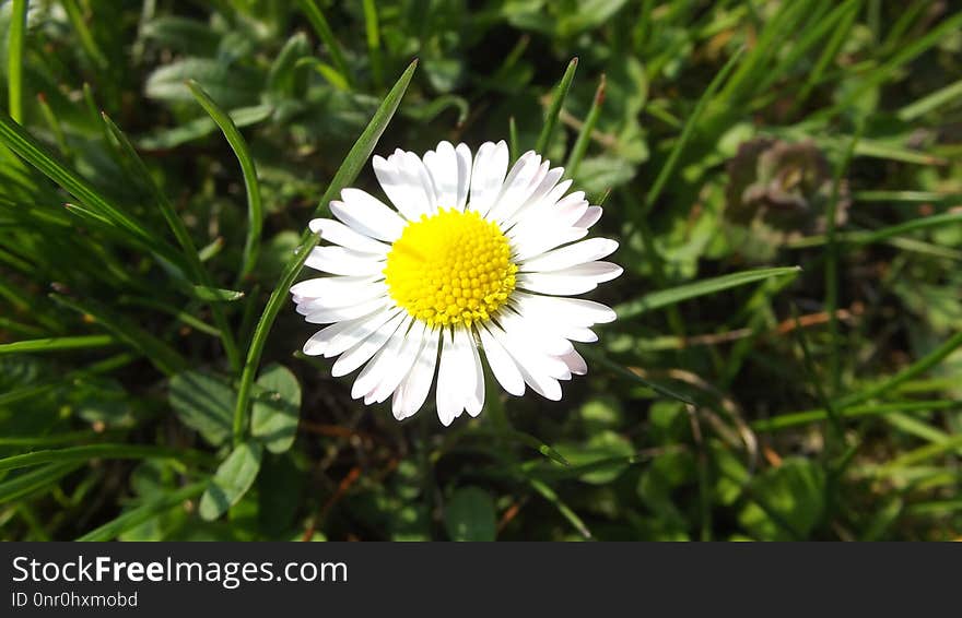 Flower, Flora, Oxeye Daisy, Chamaemelum Nobile