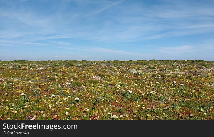 Ecosystem, Vegetation, Sky, Field