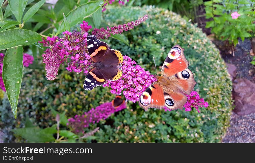 Butterfly, Moths And Butterflies, Brush Footed Butterfly, Flower