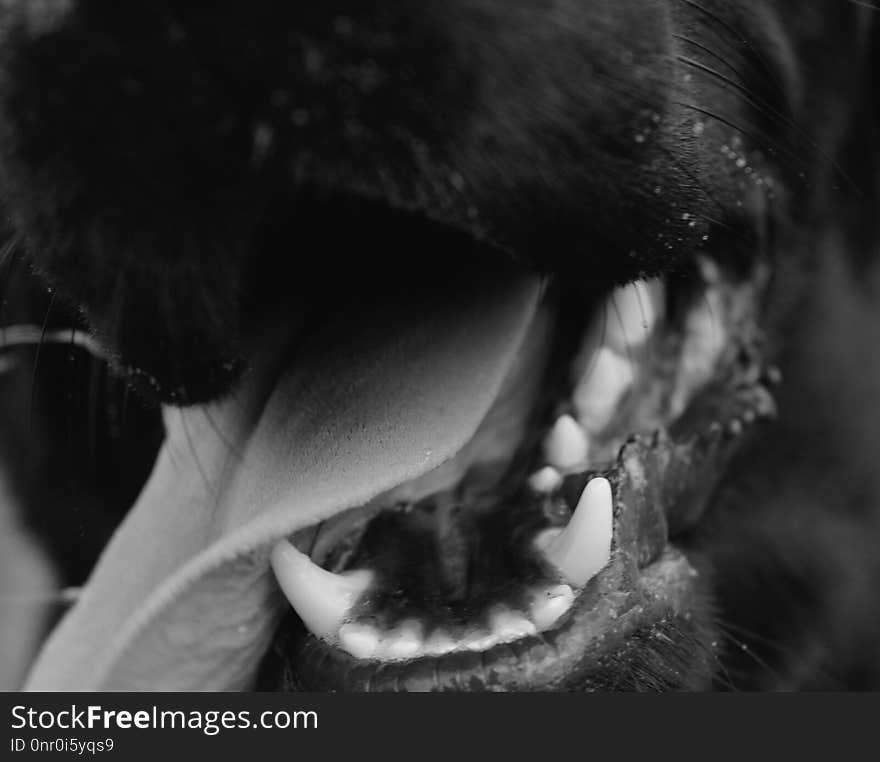 Black, Black And White, Monochrome Photography, Nose