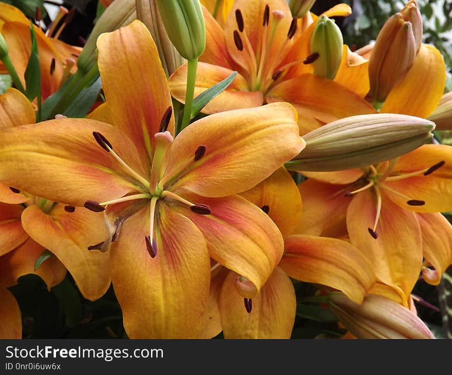 Flower, Lily, Yellow, Plant