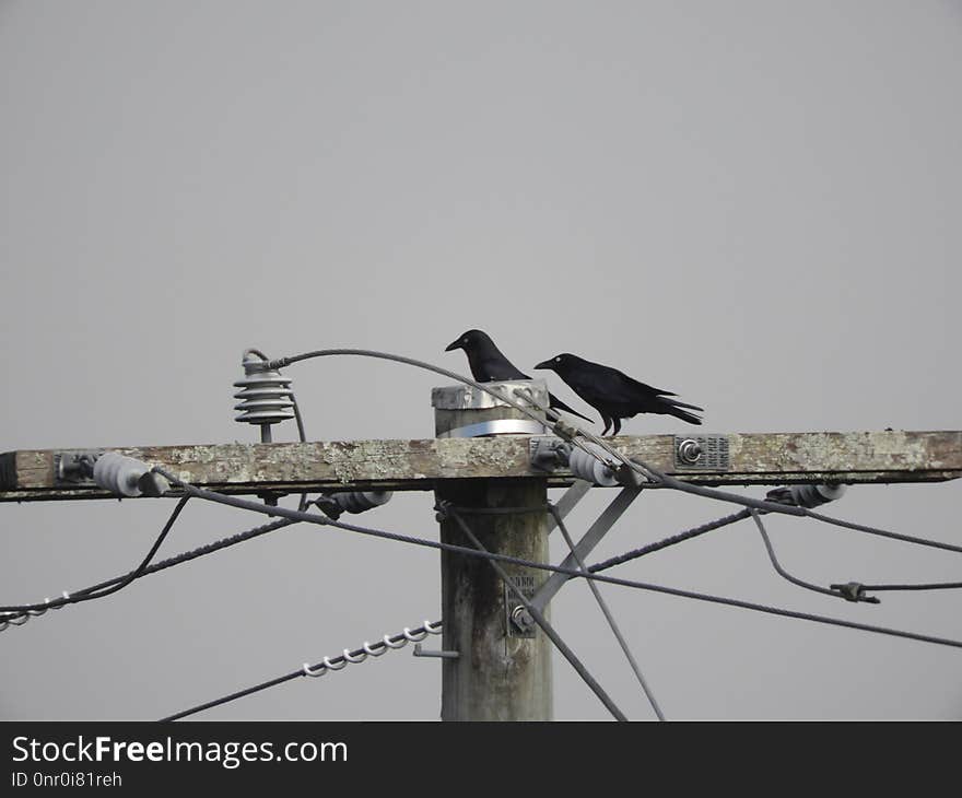 Bird, Wire, Fauna, Beak