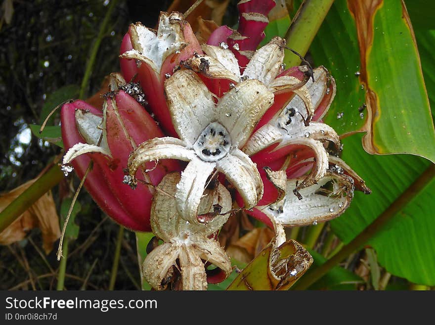 Plant, Flora, Flower, Flowering Plant