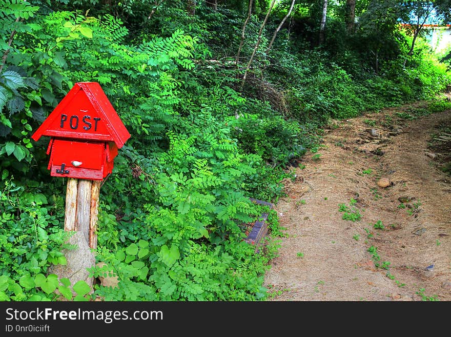 Vegetation, Green, Nature, Path