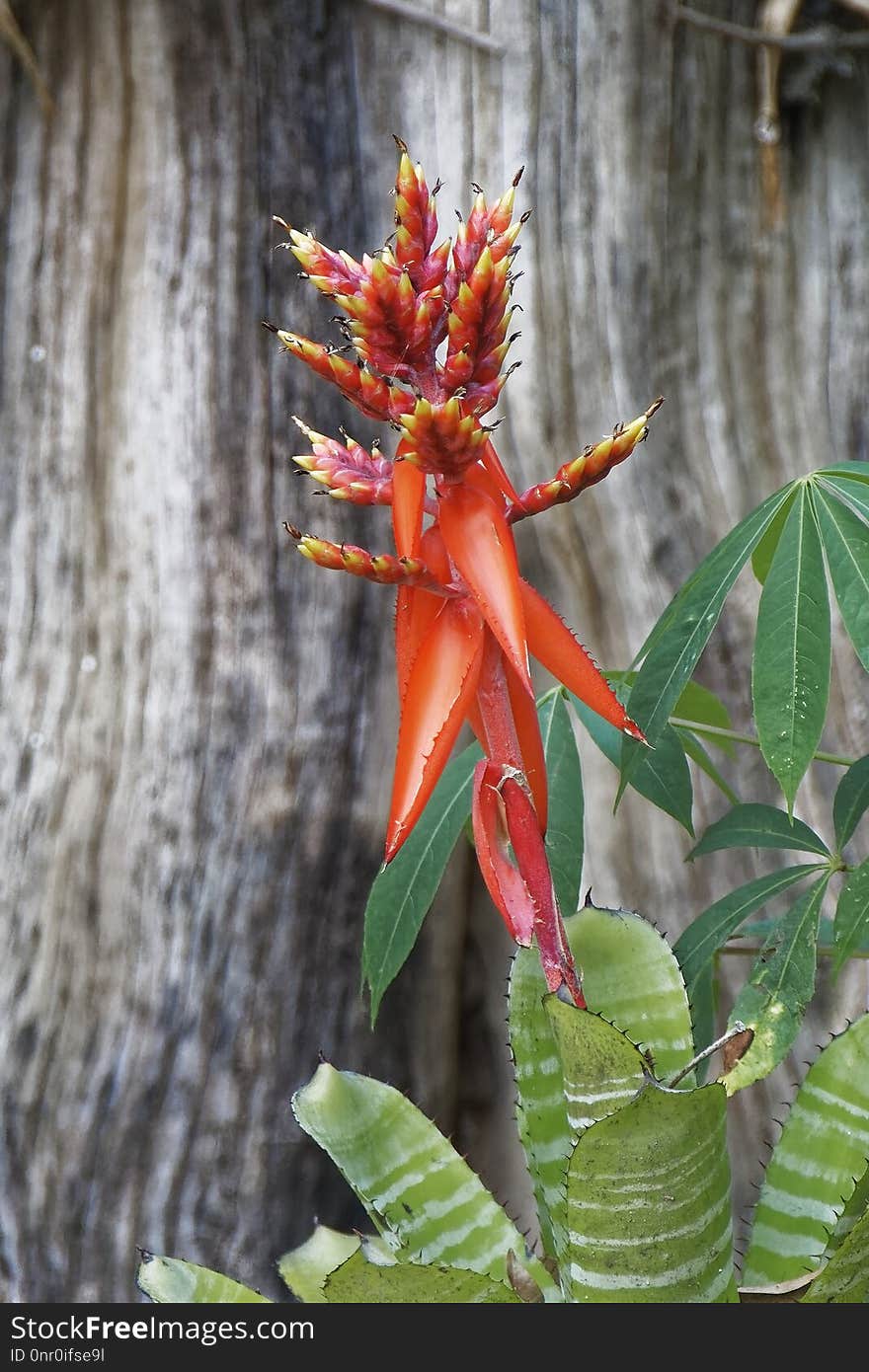 Plant, Flora, Vegetation, Leaf