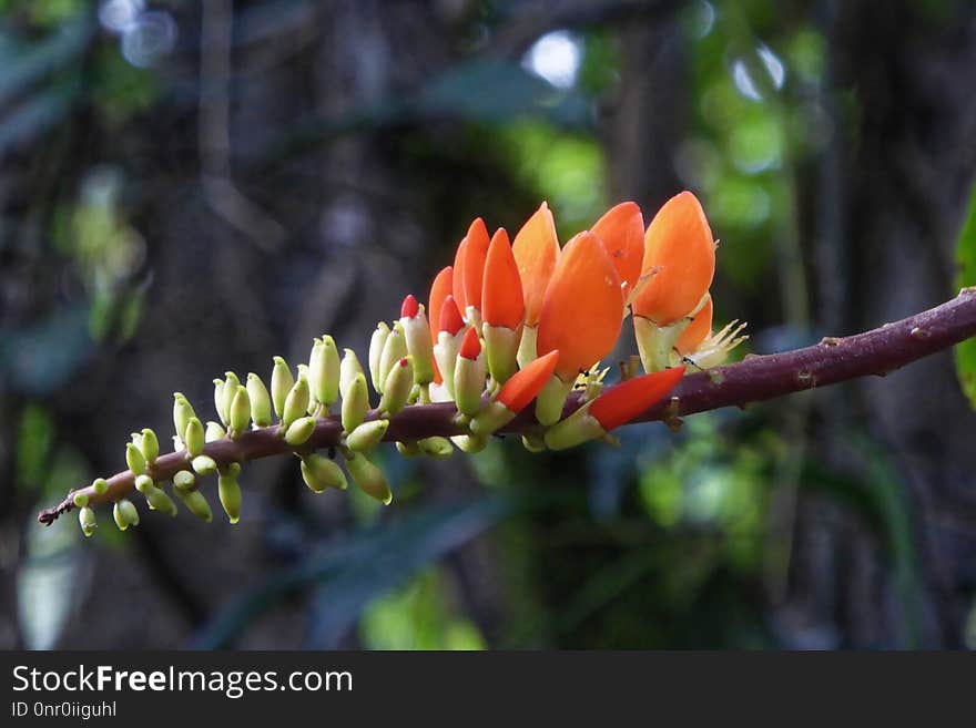 Plant, Flora, Vegetation, Flower