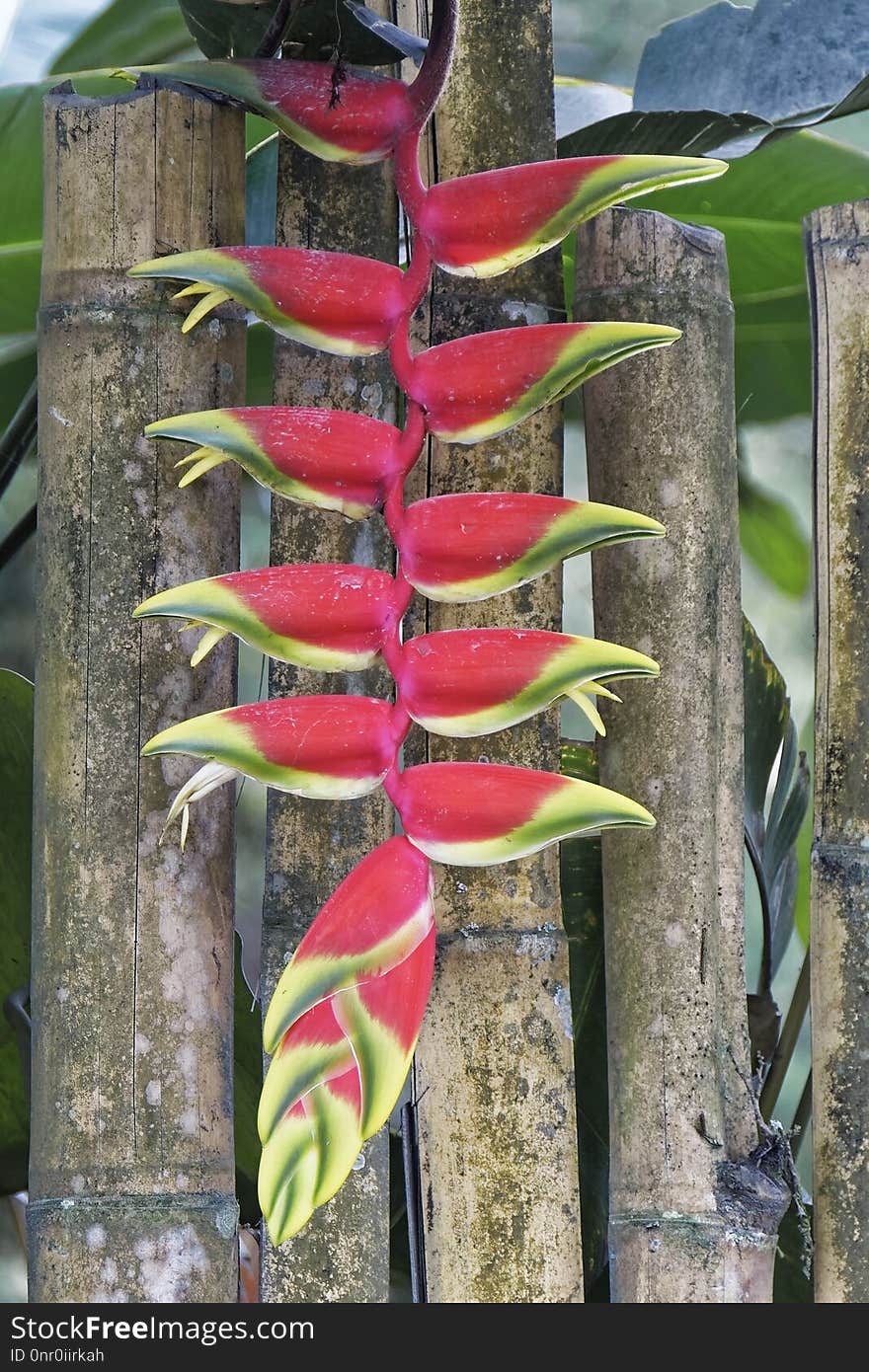 Plant, Heliconia, Flora, Leaf