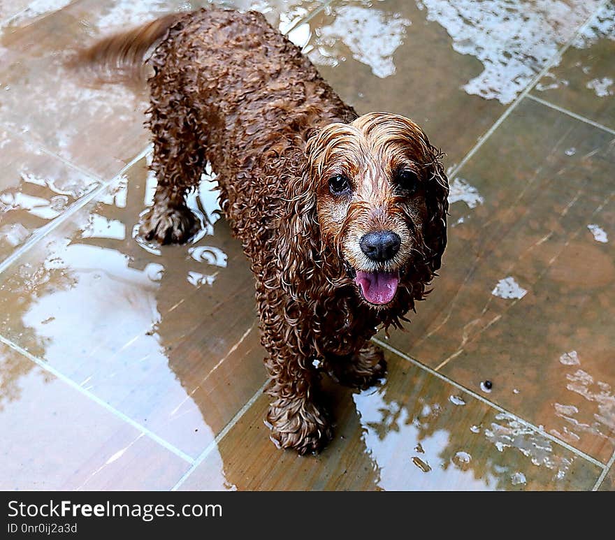 Dog, Dog Like Mammal, Dog Breed, Cockapoo