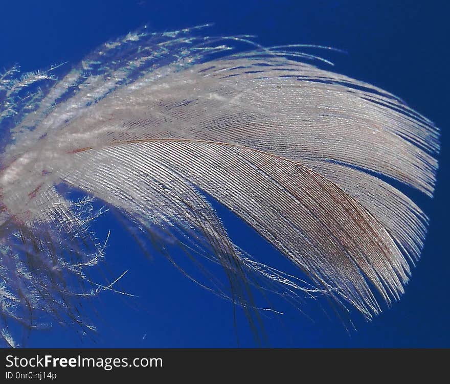 Blue, Sky, Feather, Water