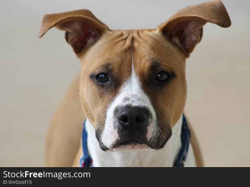 Dog, Dog Breed, Dog Like Mammal, American Staffordshire Terrier