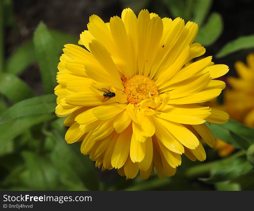 Flower, Yellow, Flora, Wildflower