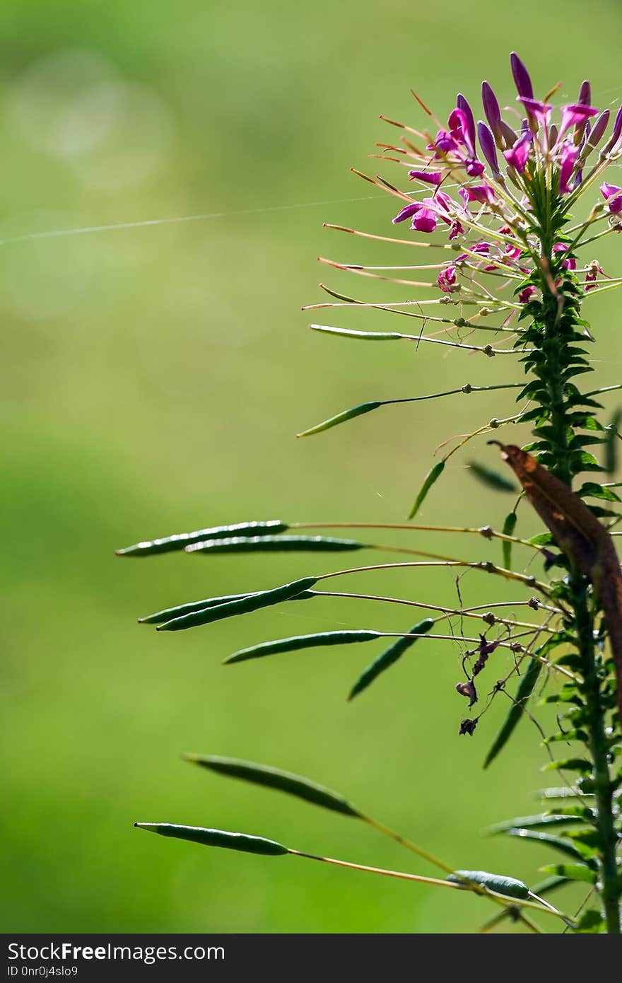 Vegetation, Flora, Plant, Grass