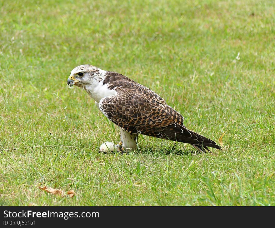 Bird, Fauna, Ecosystem, Falcon