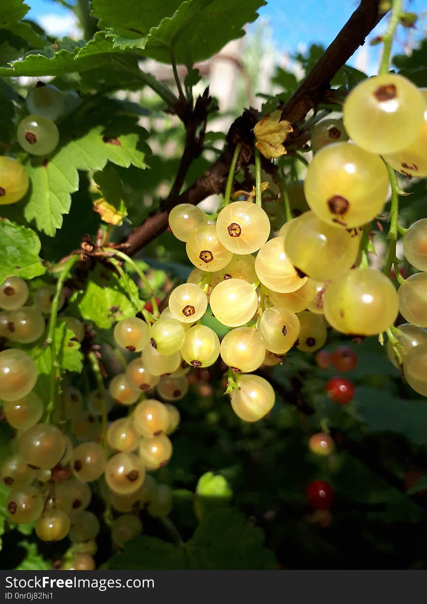 Fruit, Grapevine Family, Grape, Gooseberry