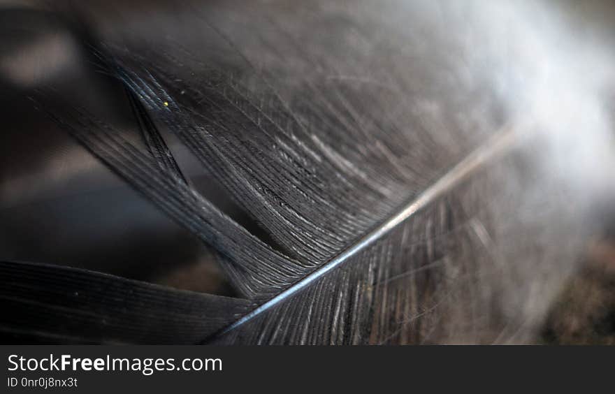 Close Up, Material, Wood, Macro Photography