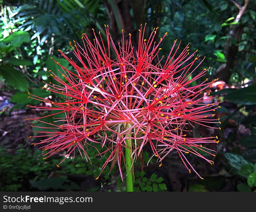 Plant, Flora, Flower, Flowering Plant