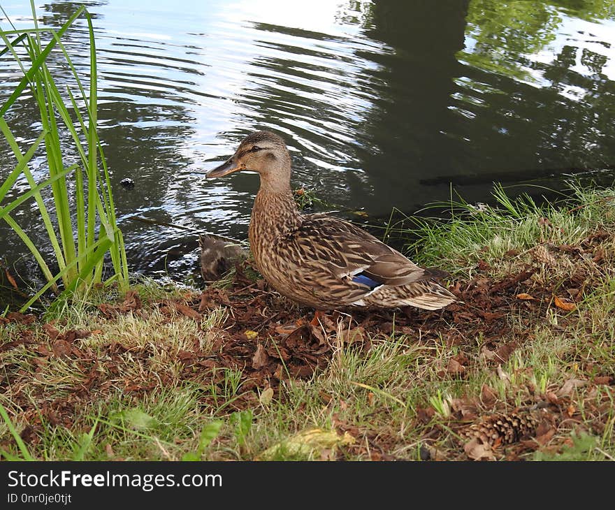 Bird, Duck, Ecosystem, Fauna