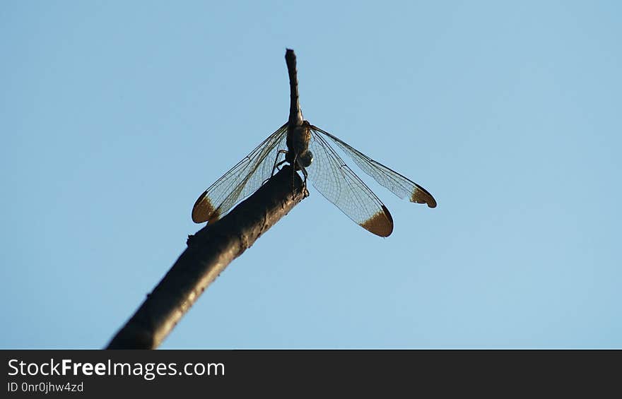 Insect, Sky, Invertebrate, Macro Photography