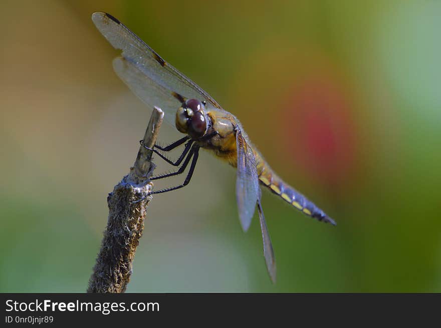 Insect, Dragonfly, Damselfly, Dragonflies And Damseflies