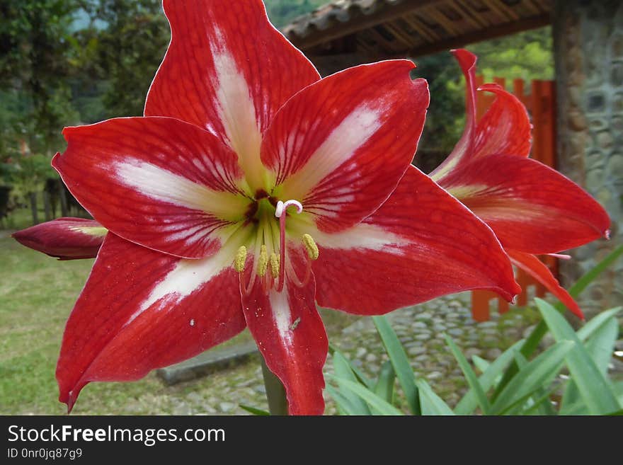 Flower, Plant, Flowering Plant, Lily