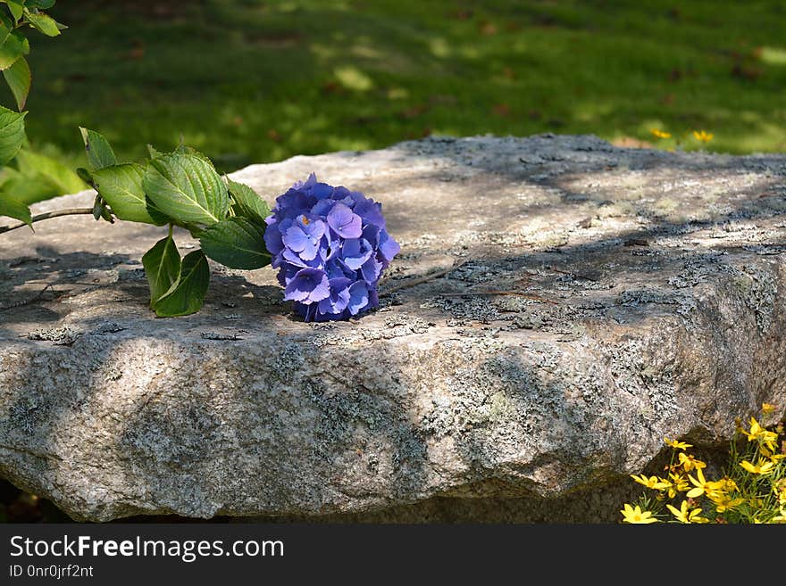 Flower, Plant, Flora, Leaf