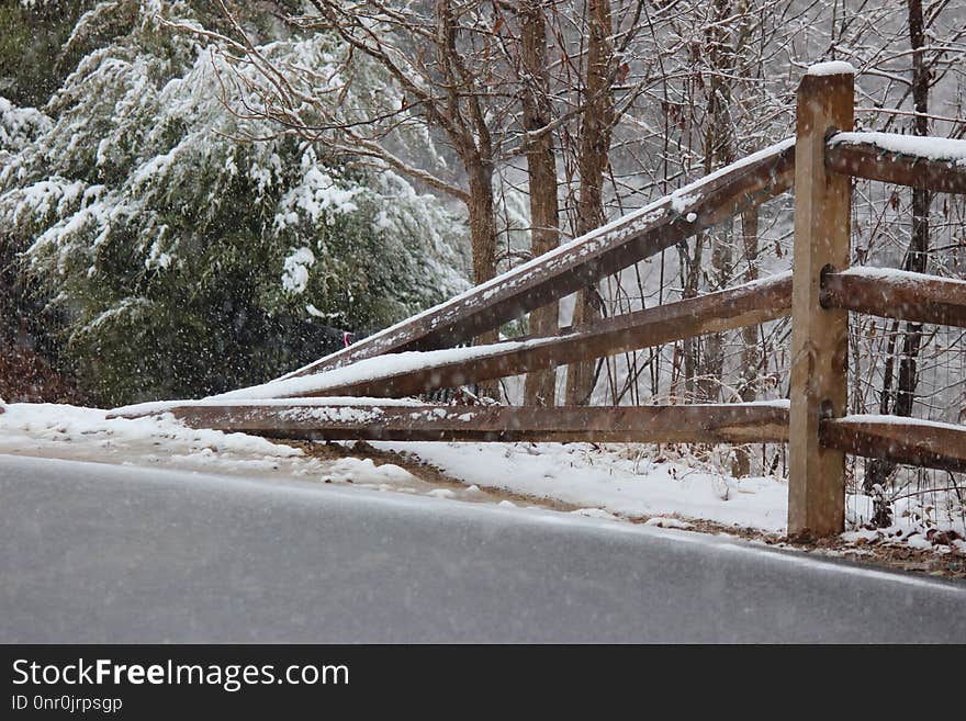 Snow, Winter, Tree, Freezing