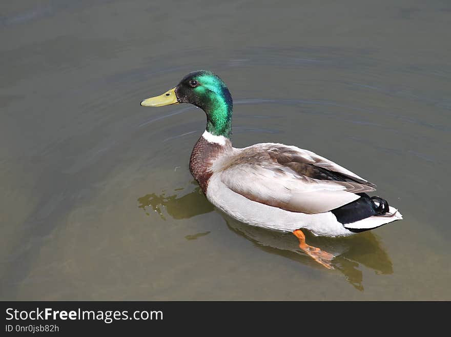 Duck, Mallard, Bird, Water Bird