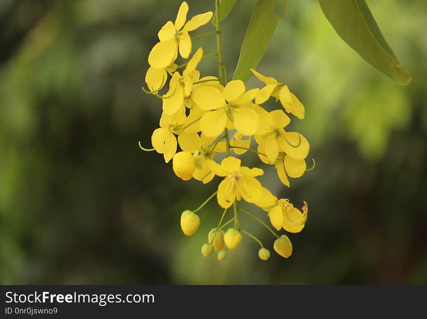 Yellow, Flora, Mustard Plant, Flower