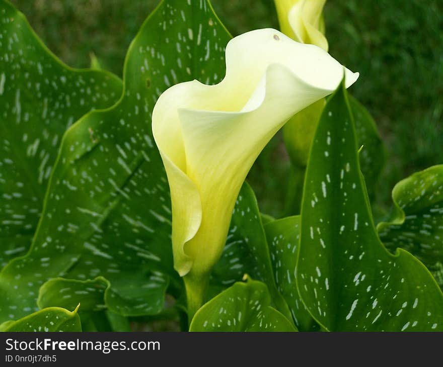 Arum, Plant, Flower, Vegetation