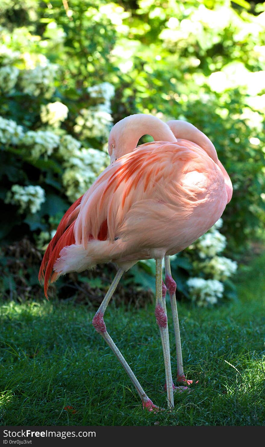 Flamingo, Bird, Water Bird, Beak