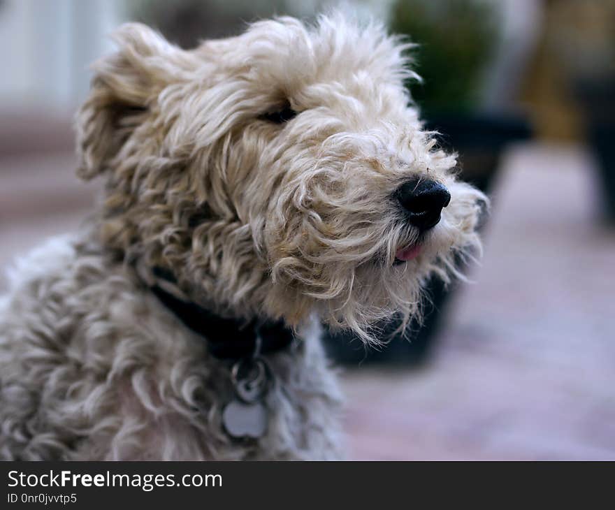 Dog Breed, Dog, Dog Like Mammal, Poodle Crossbreed