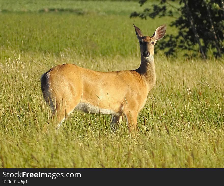 Wildlife, Grassland, Deer, Ecosystem