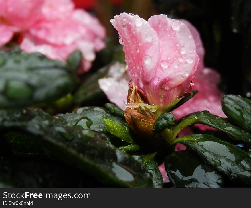 Flower, Plant, Pink, Flora