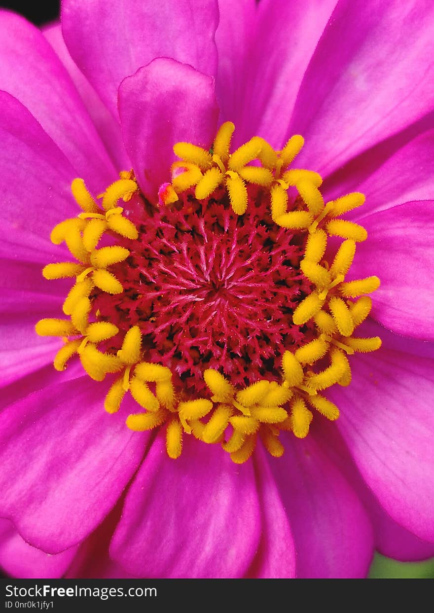 Flower, Flora, Petal, Close Up