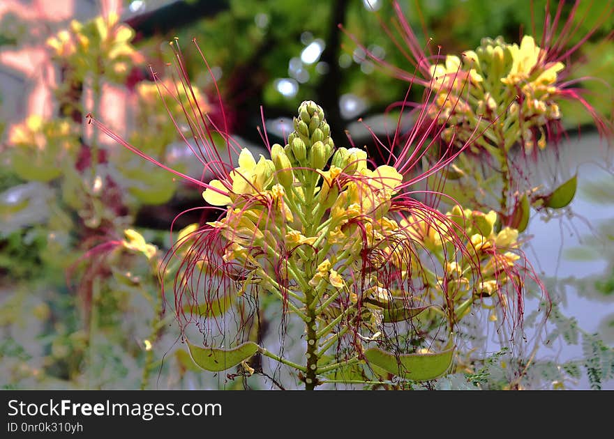 Plant, Flora, Flower, Vegetation